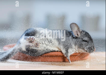 Chinchilla (Chinchilla chinchilla) godendo un bagno di polvere in un piatto da portata. Germania Foto Stock