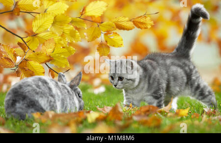 British Shorthair Gatto e coniglio nano. Tabby gattino e bunny riuniti in un giardino in autunno. Germania Foto Stock