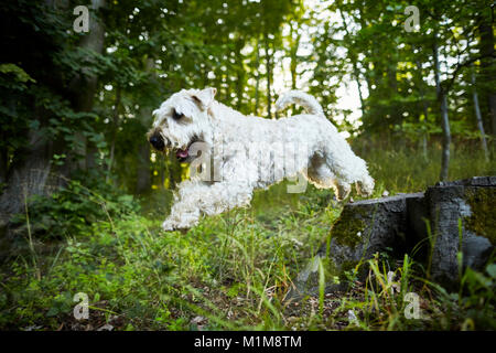 Irlandese rivestito morbido Wheaten Terrier. Cane adulto saltando da un ceppo di albero. Germania. Foto Stock