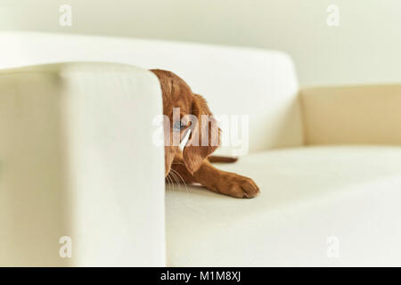 Golden Retriever. Cucciolo sdraiato su un lettino. Germania. Foto Stock