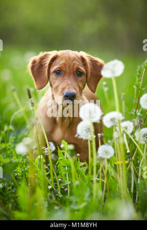 Golden Retriever. Cucciolo seduto tra blowballs. Germania. Foto Stock