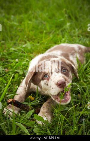 Mixed-razza cane. Puppy su un prato, giocando con un bastone. Germania Foto Stock