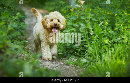 Labradoodle in miniatura. Adulto che cammina verso la telecamera. Germania Foto Stock
