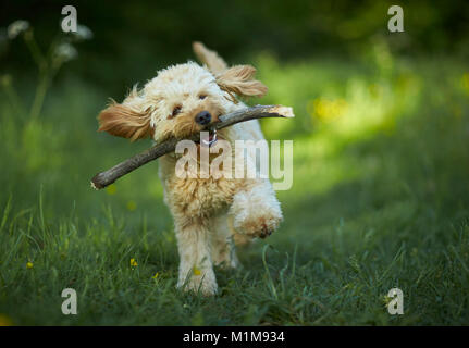 Labradoodle in miniatura. Adulto che corre verso la telecamera, il recupero di un bastone. Germania Foto Stock