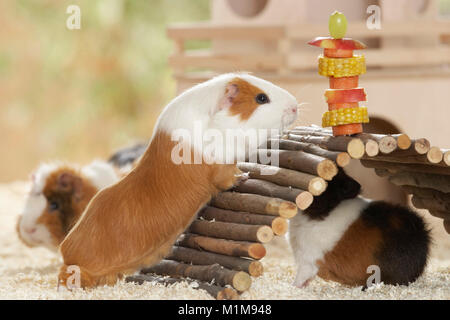 Liscia con capelli Cavia sul suo modo al di sopra di un ponte di legno per uno spiedino di vegetali. Accanto ad esso due Rex cavie. Germania. Foto Stock