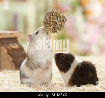 Liscia con capelli cavia e Rex Cavia su un prodotto alimentare sferico. Germania.. Foto Stock