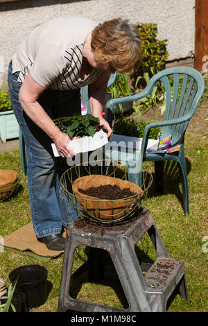 Repotting piante. Il giardinaggio. La molla Scotland Regno Unito Foto Stock