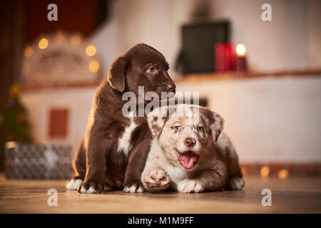 Mixed-razza cane. Due cuccioli in un ambiente decorato per il Natale. Germania Foto Stock