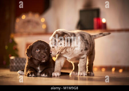 Mixed-razza cane. Due cuccioli in un ambiente decorato per il Natale. Germania Foto Stock