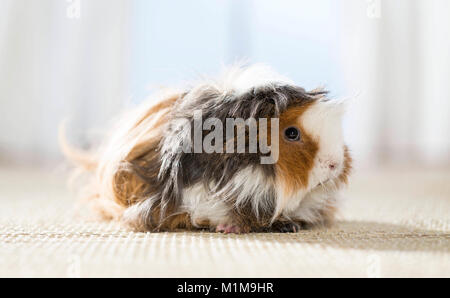 Con i capelli lunghi (Lunkarya) Cavia, cavie. Adulto su un tappeto. Germania Foto Stock