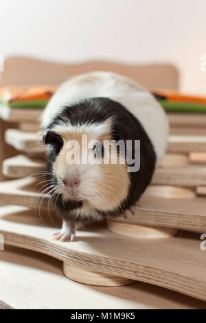 English Crested Cavia cavie, camminando su una scala selfmade. Germania Foto Stock