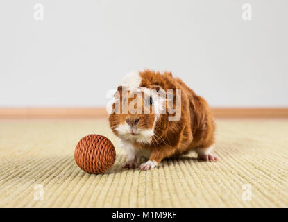 Abissino di cavia, cavie. Adulto con un giocattolo (palla) su un tappeto. Germania Foto Stock