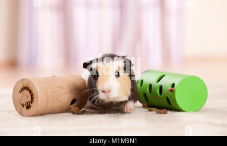 Liscia con capelli cavia, cavie. Adulto accanto a giocattoli, che rilasciano il cibo quando vengono maneggiati. Germania Foto Stock