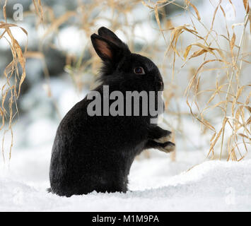 Nero Netherland Dwarf Rabbit toelettatura stesso nella neve. Germania Foto Stock