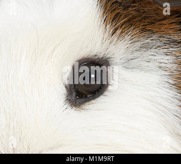 Liscia con capelli cavia, cavie. Close-up dell'occhio. Germania .. Foto Stock