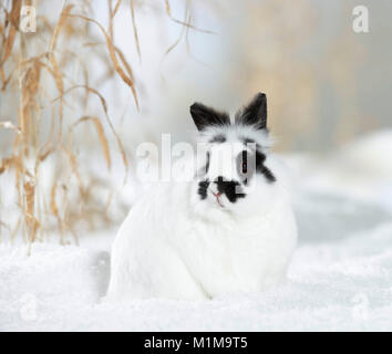 Netherland Dwarf Rabbit nella neve. Germania Foto Stock