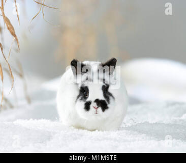 Netherland Dwarf Rabbit nella neve. Germania Foto Stock