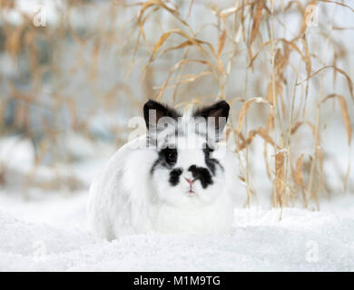 Netherland Dwarf Rabbit nella neve. Germania Foto Stock