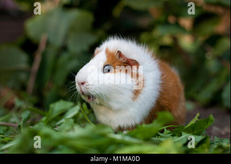 Liscia con capelli cavia in un involucro esterno, mangiare tarassaco foglie. Germania. Foto Stock