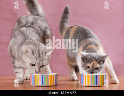 British Shorthair. Adulto e bambino gatto mangiare dal cibo multicolore bocce. Germania. Foto Stock