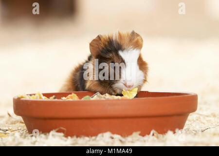 Abissino di cavia. Giovani (3 giorni) di mangiare da una ciotola. La Germania . Foto Stock