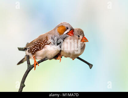 Zebra Finch (Taeniopygia guttata). Tenera coppia appollaiato su un ramoscello. Germania Foto Stock