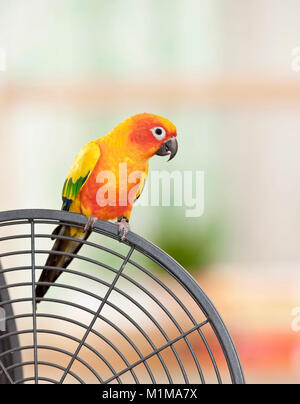 Sun Conure (Aratinga solstitialis). Adulto appollaiato sulla sua gabbia. Germania Foto Stock