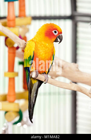 Sun Conure (Aratinga solstitialis). Adulto arroccato nella sua gabbia. Germania Foto Stock