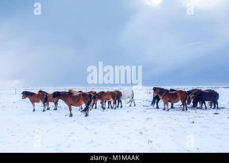 Cavalli islandesi in inverno Foto Stock