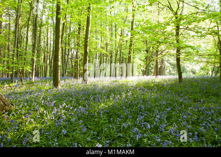 Blue Bells nei boschi sulla soleggiata giornata di primavera Foto Stock