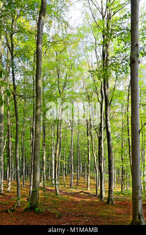Immagine di una foresta in una giornata di sole in autunno Foto Stock