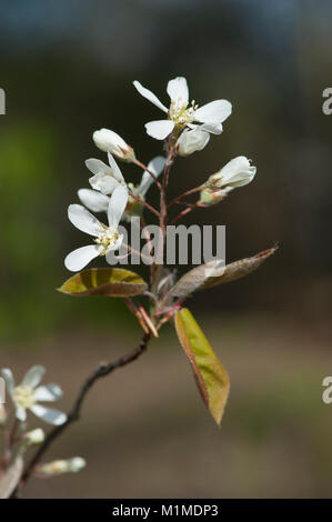 Amelanchier lamarckii,Kupfer-Felsenbirne,Snowy Mespilus Foto Stock