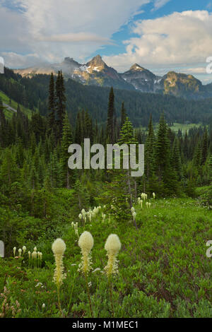 Un prato di Bear-erba (Xerophyllum tenax) aiuta a telaio lontano Tatoosh gamma in Mount Rainier National Park in Washington. Stati Uniti d'America. estate Foto Stock