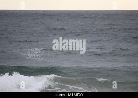 Surfers nel Devon con il surf delfini, Trebarwith Strand spiaggia, Inghilterra Foto Stock