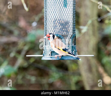 Cardellino Foto Stock