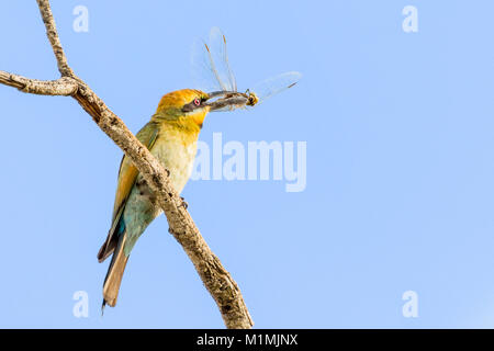 Arcobaleno uccello ape-mangiatore mangiare una libellula, Australia Foto Stock