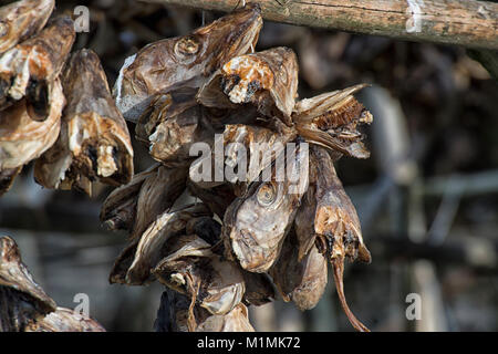 Teste di pesce essiccate appese al sole, Norvegia Foto Stock