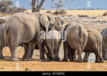 Mandria di elefanti in piedi vicino al buco d'acqua Okaukuejo, Etosha National Park, Namibia Foto Stock