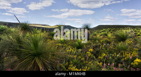 Lesueur National Park, vicino a Jurien Bay, Australia Occidentale, Australia Foto Stock