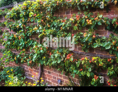 Spalliera espaliered apple cuscinetto albero copiosi frutti in orto sostenuto contro un rustico rosso muro di mattoni nel tardo pomeriggio la luce del sole Foto Stock