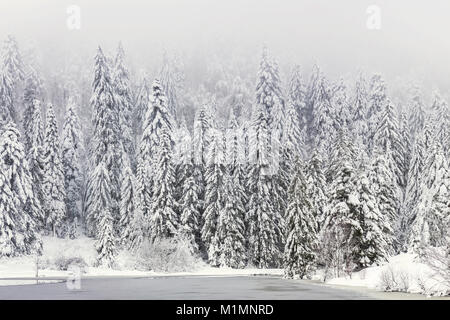 Un nevoso foresta di abeti coperti di neve nella nebbia in inverno che circonda un lago ghiacciato - Vosges, Francia Foto Stock