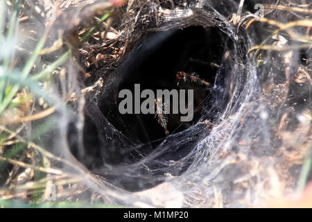 Primo piano delle gambe pelose da un tunnel a ragno. Foto Stock