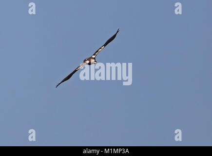 Spanish Imperial Eagle (Aquila adalberti) adulto in volo Parque Natural Sierra de Andujar, Jaen, Spagna gennaio Foto Stock