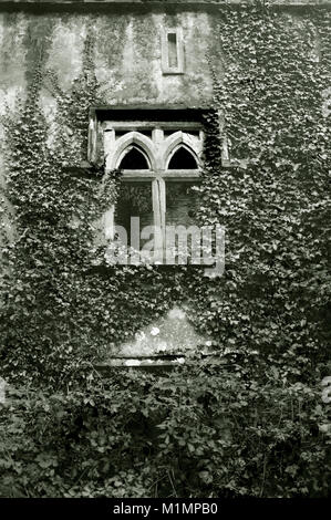 Una casa abbandonata con coperto di edera parete - Giovanni Gollop Foto Stock