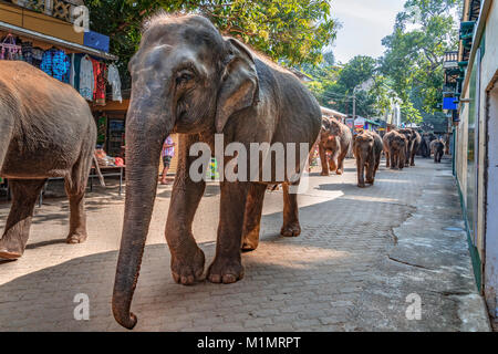 Pinnawala l'Orfanotrofio degli Elefanti, Sabaragamuwa Provincia, Sri Lanka, Asia Foto Stock