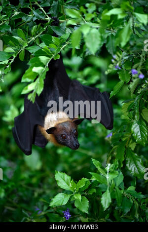 Kalong, pteropus vampyrus, kalong volo così grande cane, flying fox, noto come il maggiore flying fox: la malese, flying fox, malese flying fox, grandi fr Foto Stock