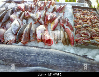 Strada commerciale di prodotti di mare, pesce, frutta de mer. In vassoi con ghiaccio bass, cernie, murene, gronghi e oceano grande gamberetto da oceano Indiano Foto Stock