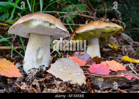 Due Boletus edulis o porcini, o porcini in habitat naturale con alcune foglie di autunno coperti con rugiada di mattina Foto Stock