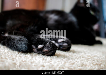 Gatto nero e Jellybean dita Foto Stock