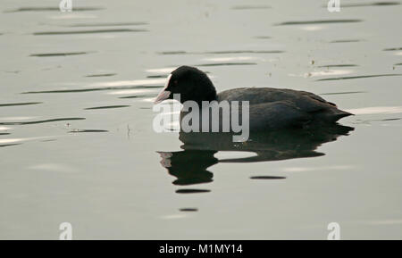 Eurasian coot nuota nel canal Foto Stock